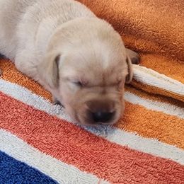 Yellow Female - Yellow female Labrador Retriever puppy in Crockett, Texas from Cross Creek Kennels, Inc