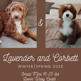 Goldendoodle puppies from Cedarcrest Goldendoodles
