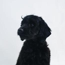Inigo Montoya - Black male Goldendoodle puppy in Pleasant Grove, Utah from Canterbury Canines