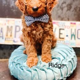 Ridge - Red  male Goldendoodle puppy in Pasco, Washington from Camp Doodle Woods