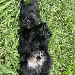 Miniature Schnauzer Puppies from BirBrie's Babies
