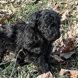 Marie - Silver female Poodle puppy in Cabool, Missouri from Rafter B Farms