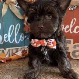 Owen - Liver male Yorkshire Terrier puppy in Parkersburg, West Virginia from Chocolate Diamonds in the RUFF