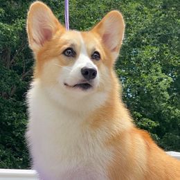 Willow - Pembroke Welsh Corgi