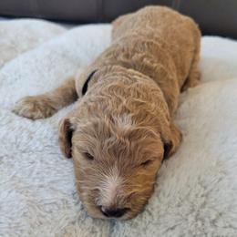 Chip (Black Collar) - Apricot male Goldendoodle puppy in Lincoln, California from Lincoln Goldendoodles