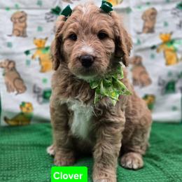 Clover - Apricot female Goldendoodle puppy in Summerville, South Carolina from Channys Doodles