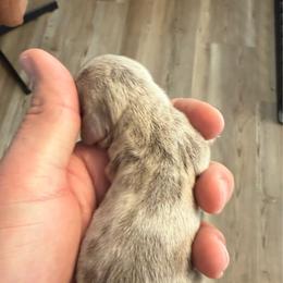 Tulip -  4500 AKC - Dapple female Dachshund puppy in Indian Trail, North Carolina from Hilda’s Teenie Weenies