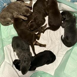 Girl 2 - Blue female German Shepherd puppy in Newsoms, Virginia from A Tier Above Shepherds