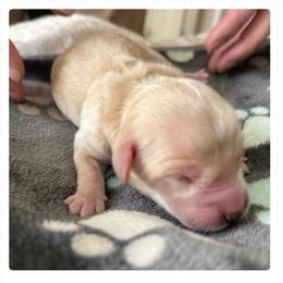 Jethro - Golden male Golden Retriever puppy in Golden, Colorado from Legacy Retriever Project