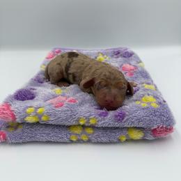 Ghost - Dapple male Dachshund puppy in Chandler, Arizona from KCK9 Dachshunds