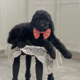 Tenderheart Bear- Orange Collar - Black male Goldendoodle puppy in Bay City, Texas from Charming Doods Goldendoodles