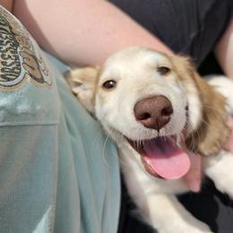 Dachshund Puppies from Farmhouse Dachshunds