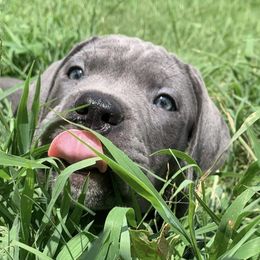 Cane Corso Puppies from Motorhead Cane Corso