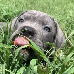 Cane Corso Puppies from Motorhead Cane Corso