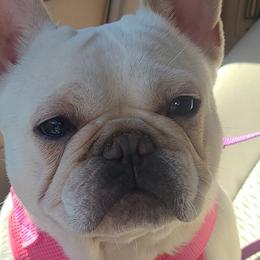 French Bulldogs and Miniature Schnauzers from Olivia's Miniature Schnauzer's and French Bulldogs