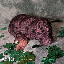 Adrian - Black and tan male Cockapoo puppy in Sunset, Louisiana from Cano Cockapoos