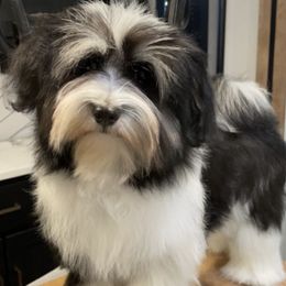 Havanese from Kuba Havaluv