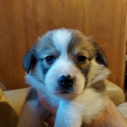 Pembroke Welsh Corgi Puppies from Gary's Pembroke Welsh Corgis