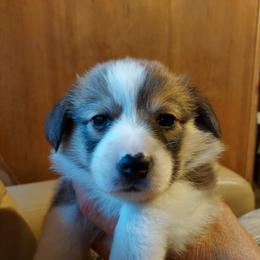 Pembroke Welsh Corgi Puppies from Gary's Pembroke Welsh Corgis