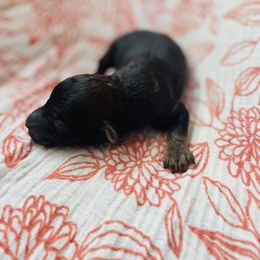 Goldendoodle Puppies from Truly More Doodles