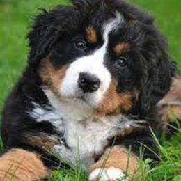 Bernese Mountain Dog Puppies from Diaz Farm