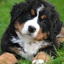 Bernese Mountain Dog Puppies from Diaz Farm