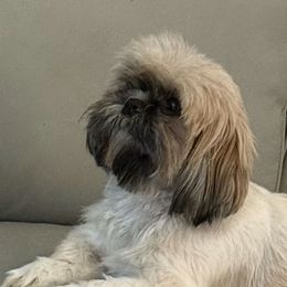 Ellie Mae - Black gold and silver female Shih Tzu puppy in Covington, Georgia from Top Hats 2  Shih Tzu’s