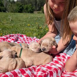 Dolly - Golden female Golden Retriever puppy in Colville, Washington from Rosehaven Homestead