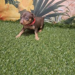Amber - Chocolate and rust female Miniature Pinscher puppy in Baton Rouge, Louisiana from Pike's Pups