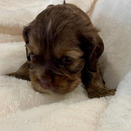 Cocker Spaniel Puppies from Jennifer Dees