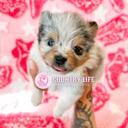 Rumi - Blue merle female Pomeranian puppy in Idaho Falls, Idaho from Country Life Pomeranians
