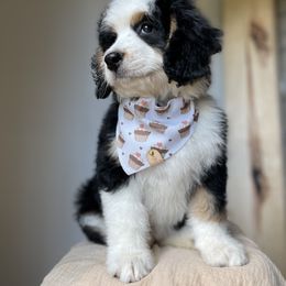 Bernedoodle, Bernese Mountain Dog, Poodle, and Sheepadoodle Puppies from My Fair Doodles