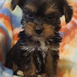 Poodle, Shih Tzu, and Yorkshire Terrier Puppies from Adorable Puppy Paws