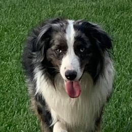 Doc - Miniature Australian Shepherd