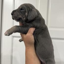 Lainey Wilson - Blue female Great Dane puppy in Florida from Beachside Kennels