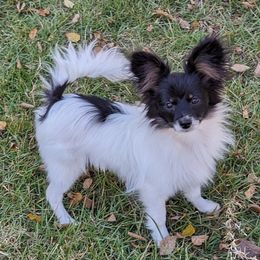 Andrew - Black red and white male Papillon puppy in Blythewood, South Carolina from Southern Peach
