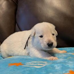 Male - White male Shiloh Shepherd puppy in Jackson Township, New Jersey from Divine Shilohs