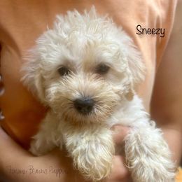 Sneezy - White male Schnoodle puppy in Sedalia, Missouri from Farmer Brown's Puppies