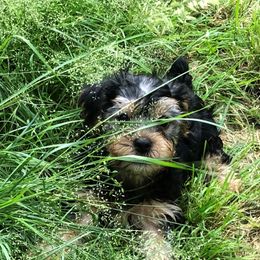 Yorkshire Terrier Puppies from Hilly Acres Farm