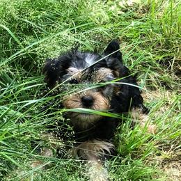 Yorkshire Terrier Puppies from Hilly Acres Farm
