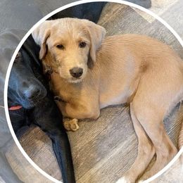 Labradoodle puppies from Deuce's Doodles