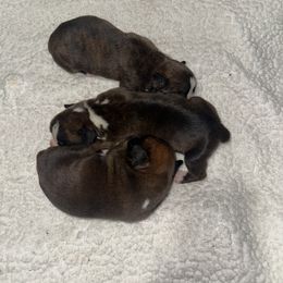 Boxer Puppies from East River Boxers