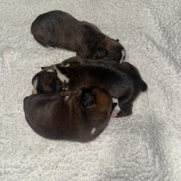 Boxer Puppies from East River Boxers