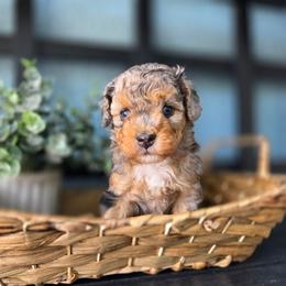 Anchor - Blue merle female Aussiedoodle puppy in Saint Cloud, Florida from Jagged Oaks Farm