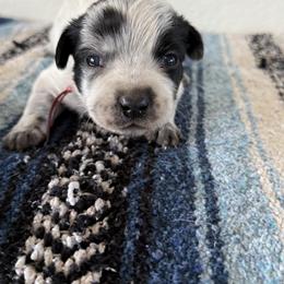 Bullseye - Blue male Australian Cattle Dog puppy in Marana, Arizona from Cactus Heelers Arizona