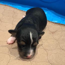 Carson - Black tri male Toy Australian Shepherd puppy in Bixby, Oklahoma from Roeboat Aussies