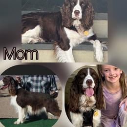 Highlands miss bettybear - English Springer Spaniel