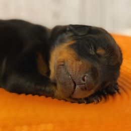 Dracula - Black and rust male Doberman Pinscher puppy in Winchester, Ohio from 32 Farms