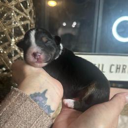 Batman - Black tri-color male Australian Shepherd puppy in Hemet, California from Perfect Companion Aussie's