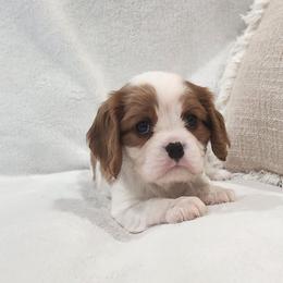 Rosie - Blenheim female Cavalier King Charles Spaniel puppy in Broxton, Georgia from King of the Hill Cavaliers